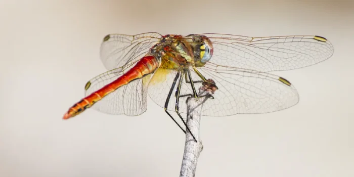 Dragonflies and Ecosystem Health