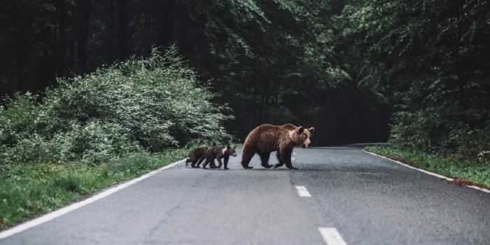 Human Wildlife Interaction Risks