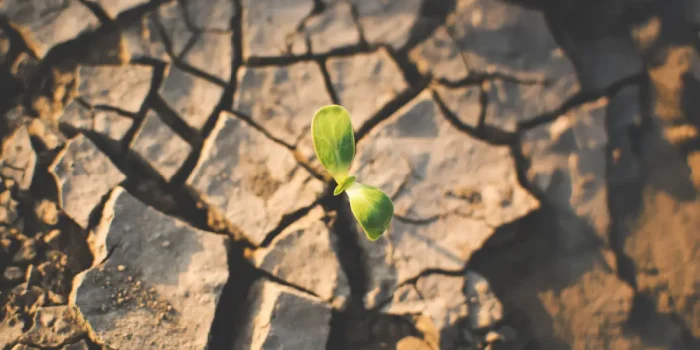 Combat Desertification and Drought