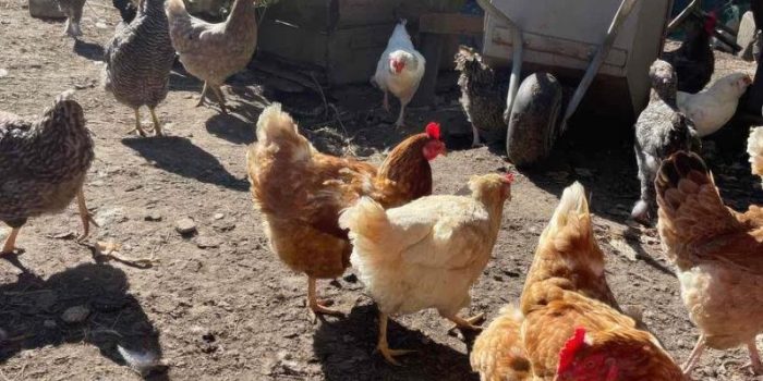 backyard20poultry2028329-k8F0Om-rss