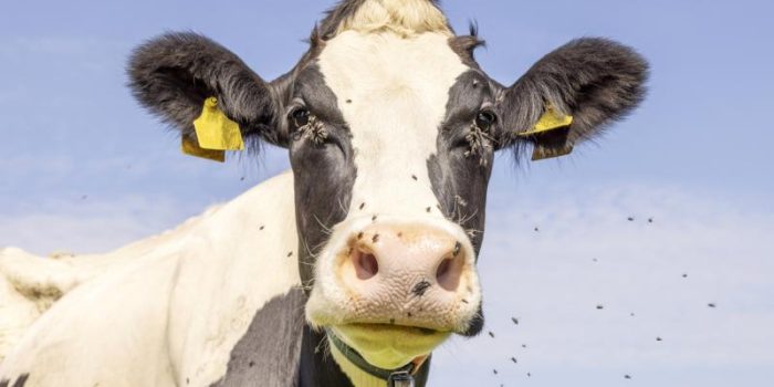 cow20and20flies-f852S8-rss