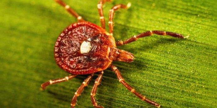 lone-star-tick-cdc-MnkVXO-rss
