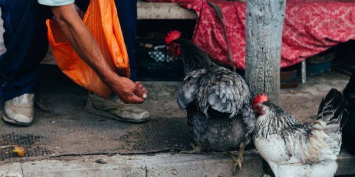 man20feeding20chicken-QK6Zjo-rss