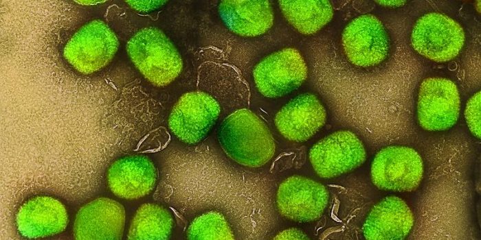 mpox20green2028229-AU8JkS-rss